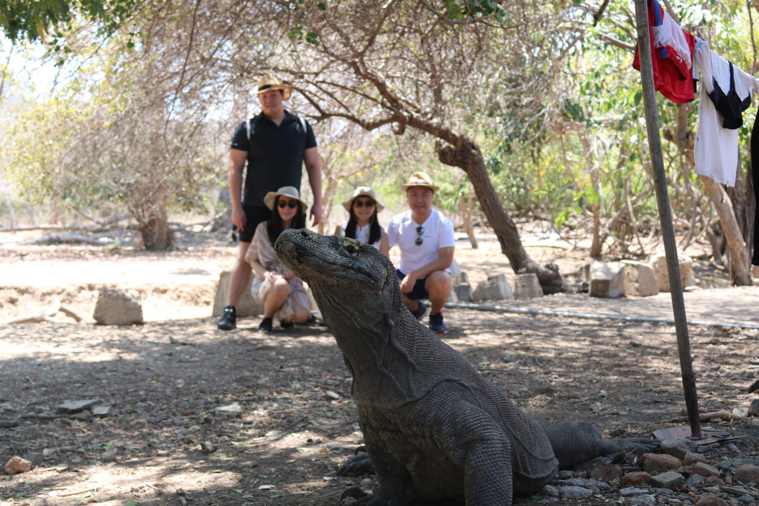 One Day Trip Pulau Komodo